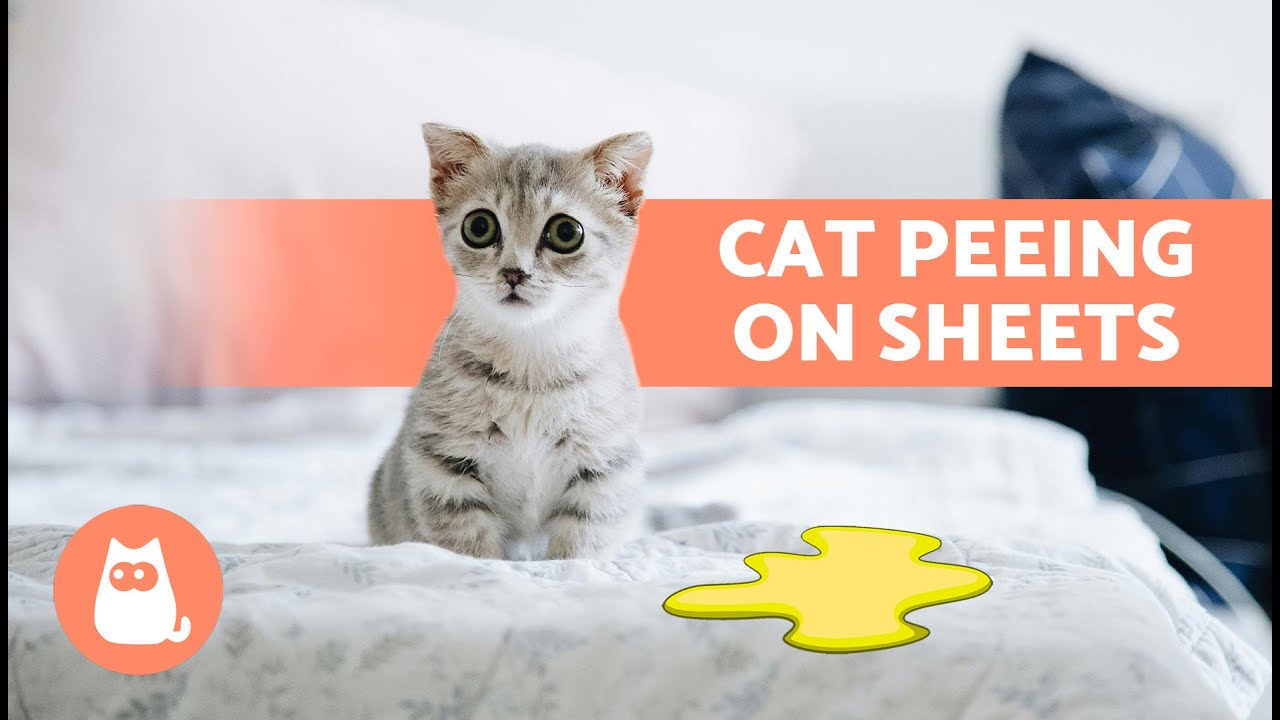 Why Does My CAT PEE on the BED? 🐈🛏️ (4 Causes and Solutions)