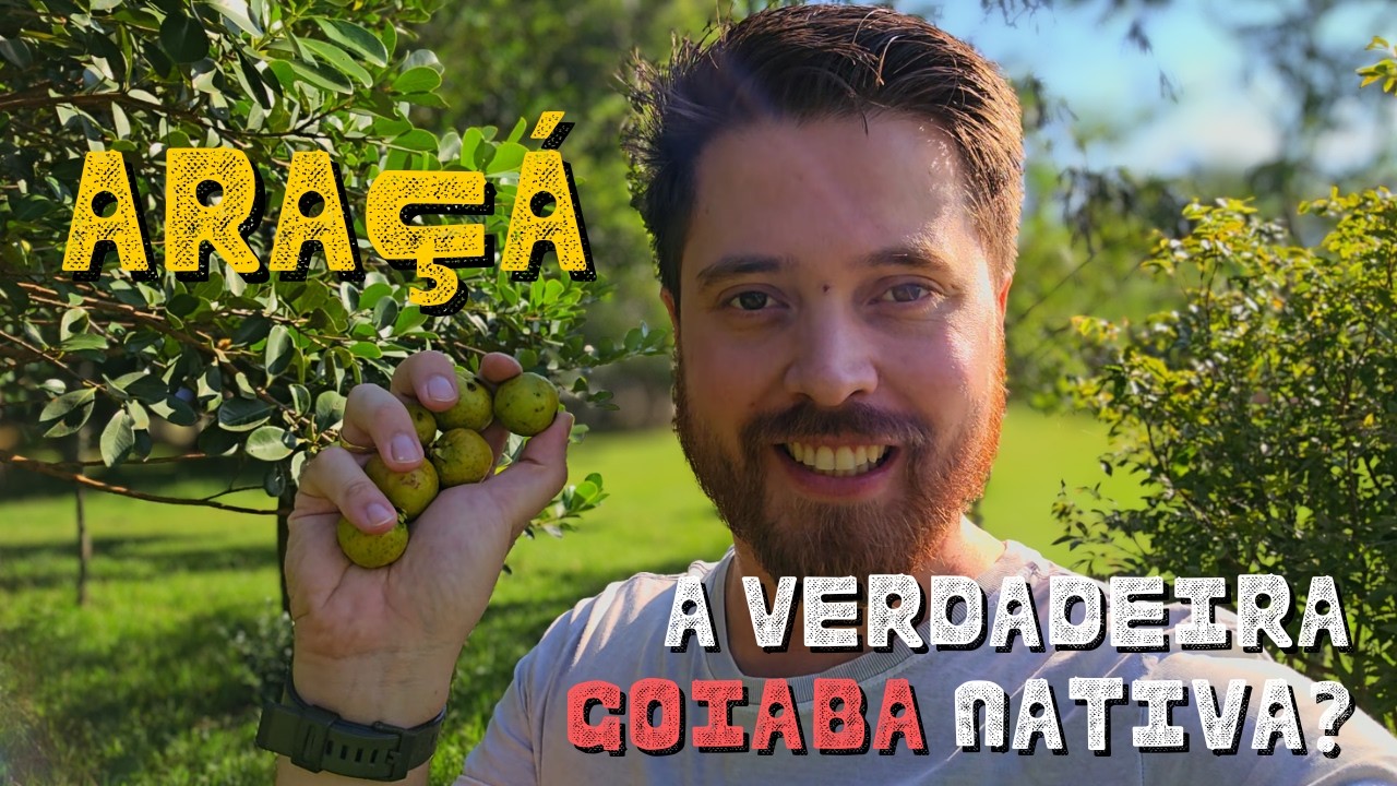 ARAÇÁ: Conheça a VERDADEIRA GOIABA Brasileira!