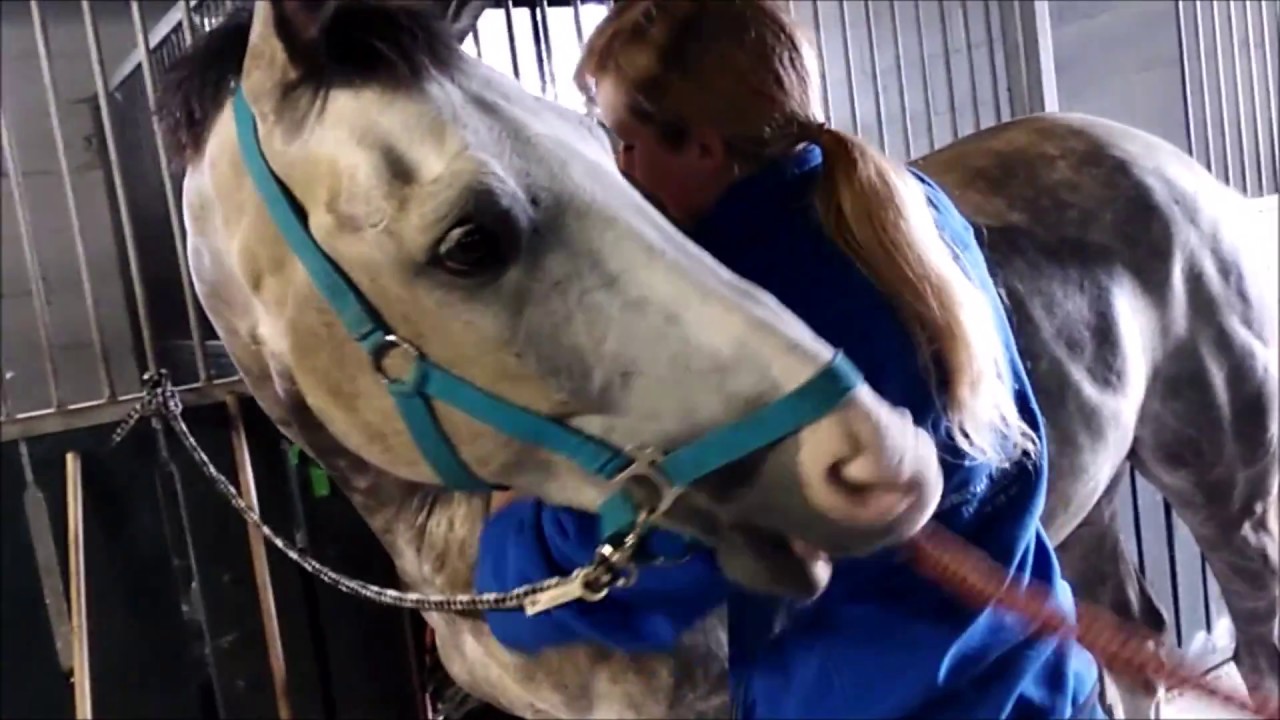 Masaż koni Fizjo-Equi-Med ...:Profesjonalna fizjoterapia koni:...