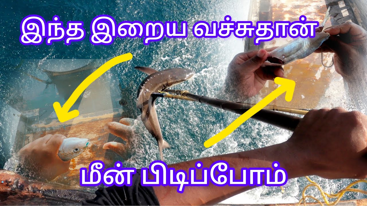 🇧🇭கத்தார் கடலில் நாங்க இந்த 🐟🐠இரைய போட்டு தான் இப்படி மீன் 🐬🐟🐠புடிப்போம் /Qatar tamil menavan(QTM)