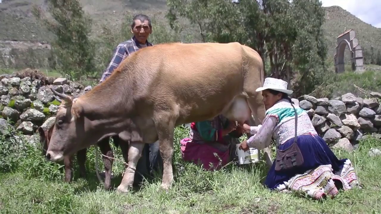 Turismo vivencial en el Valle del Colca - Coporaque 2018