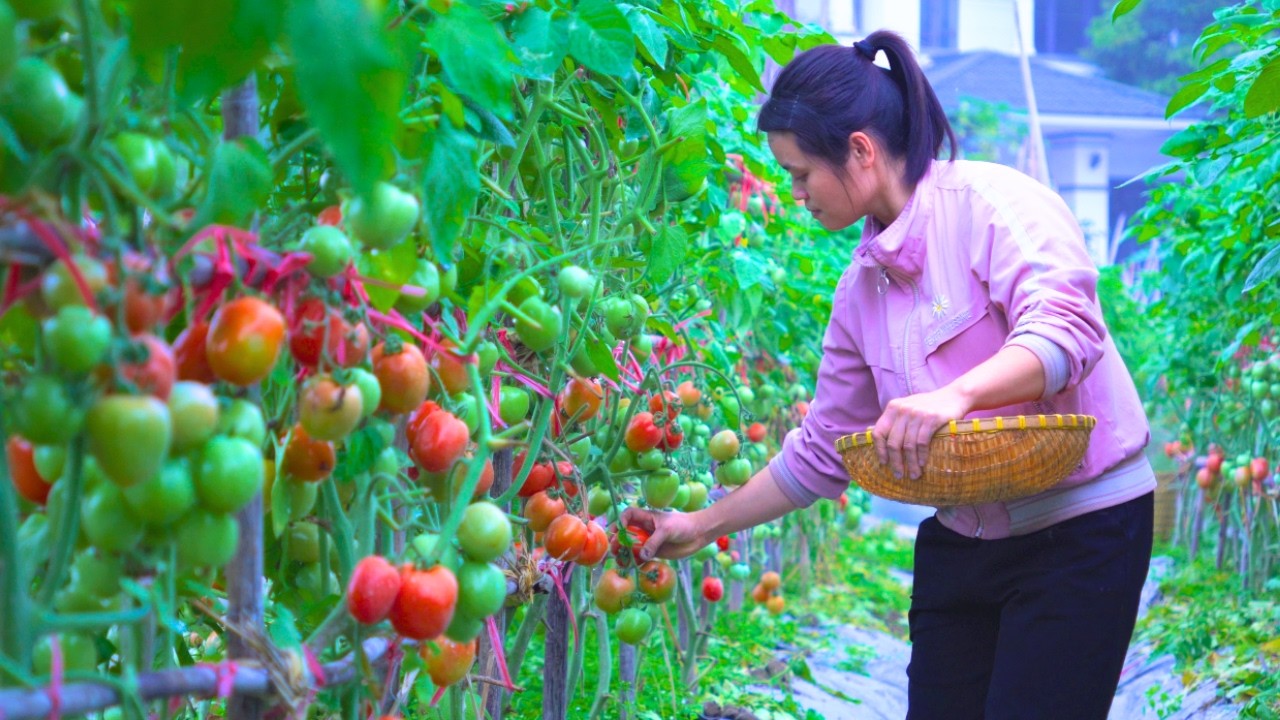 Tomato Sauce – A Peaceful Day in the Northern Vietnamese Countryside