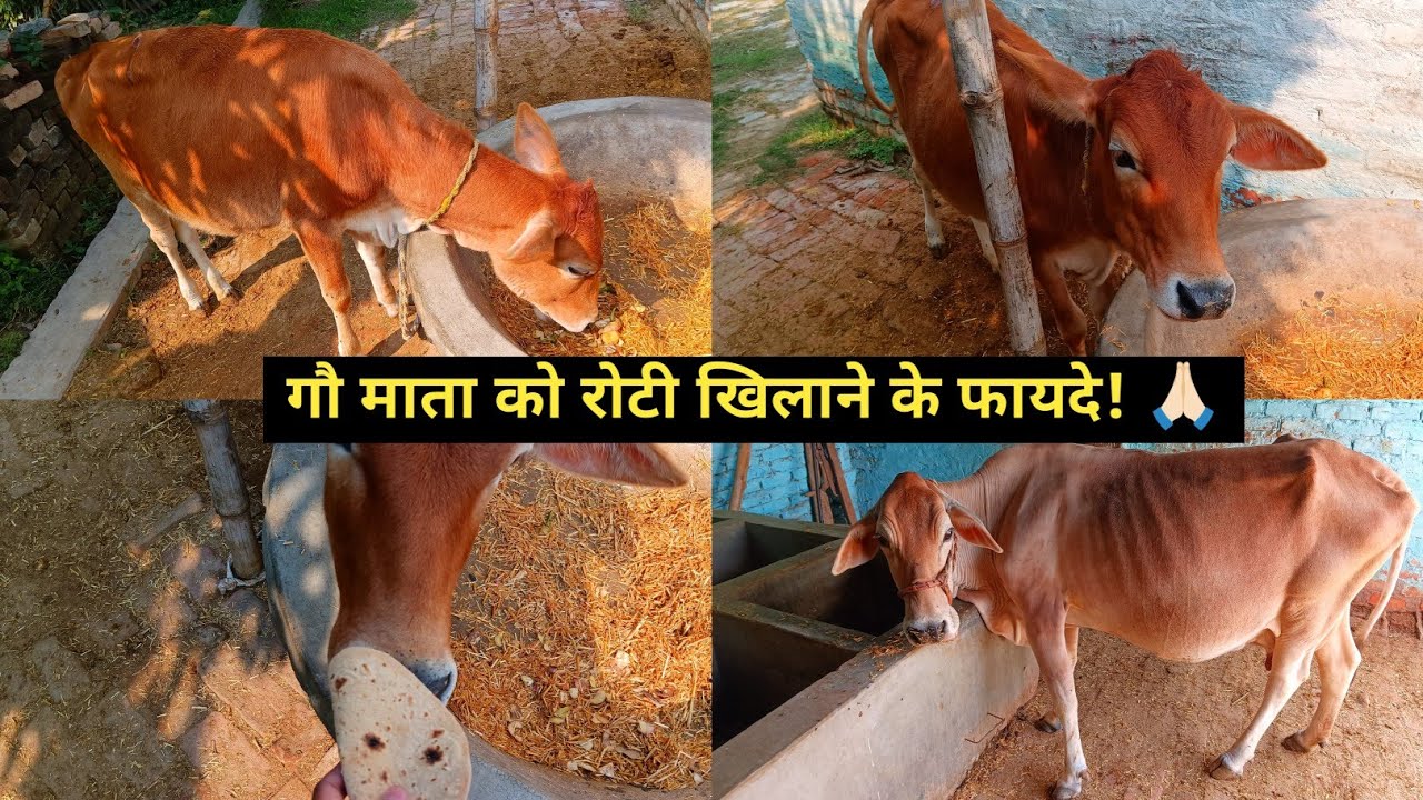 गौ सेवा का फल! ❤️ गाय को रोटी खिलाते हुए मेरा दिल छू लेने वाला अनुभव🐄| मैथिल में | First Roti To Cow