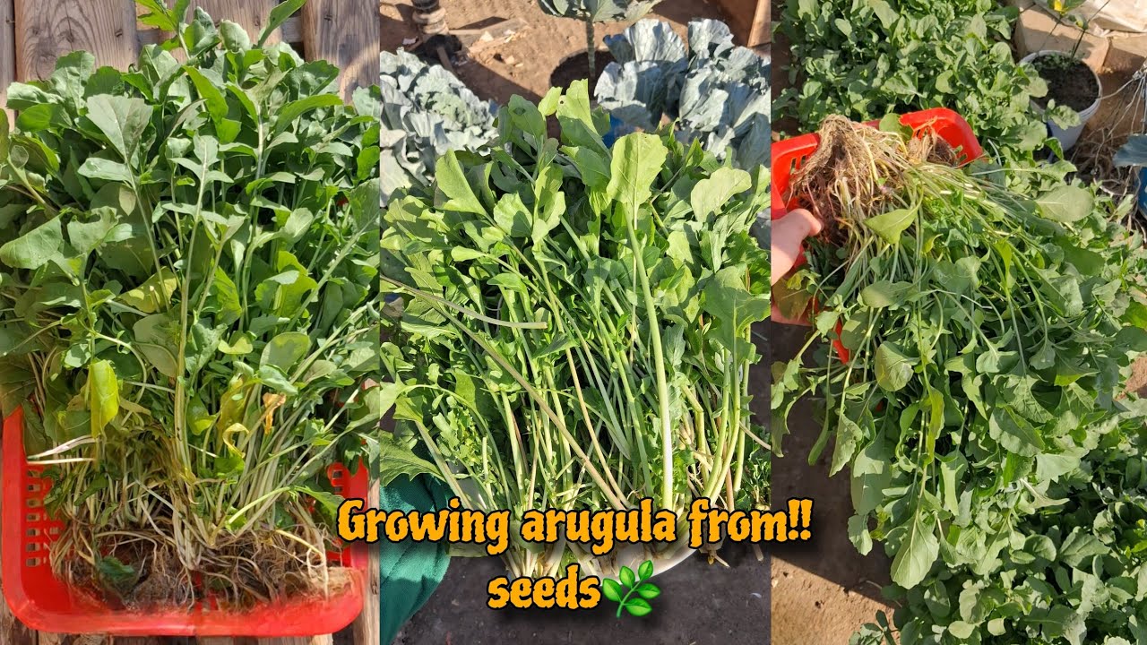 زراعة الجرجير من البذرة حتي الحصاد (تسميد_ري_مكافحة) | Growing arugula from seed to harvest