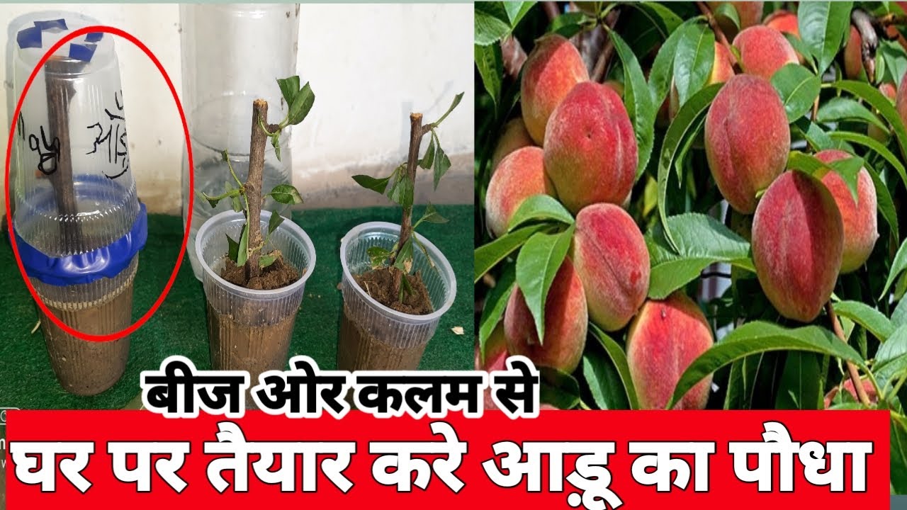 आड़ का पौधा कैसे लगाए | how to grow Peach for kalam | ped ki kalam kaise banaye | आडू केसे लगाए
