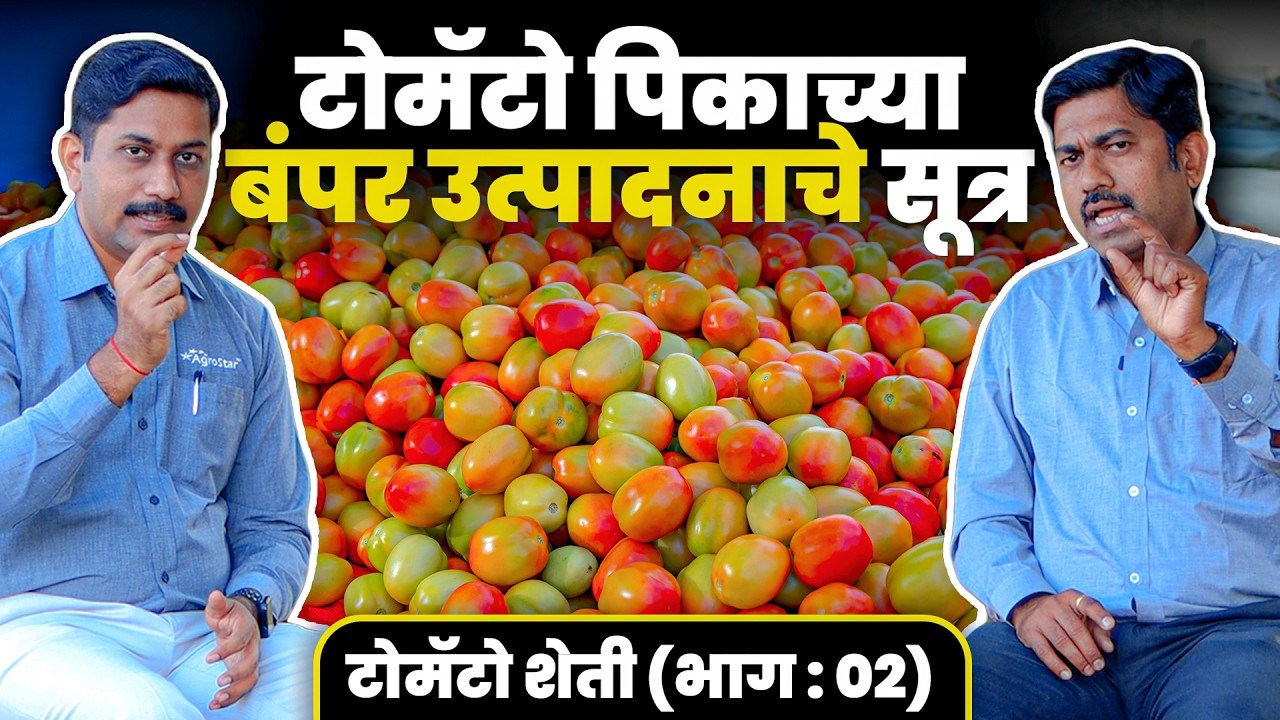 🍅 Tomato Farming 🌱 टोमॅटो लागवडीचे संपूर्ण मार्गदर्शन | AgroStar #farmingtips #tomato #tomatofarming