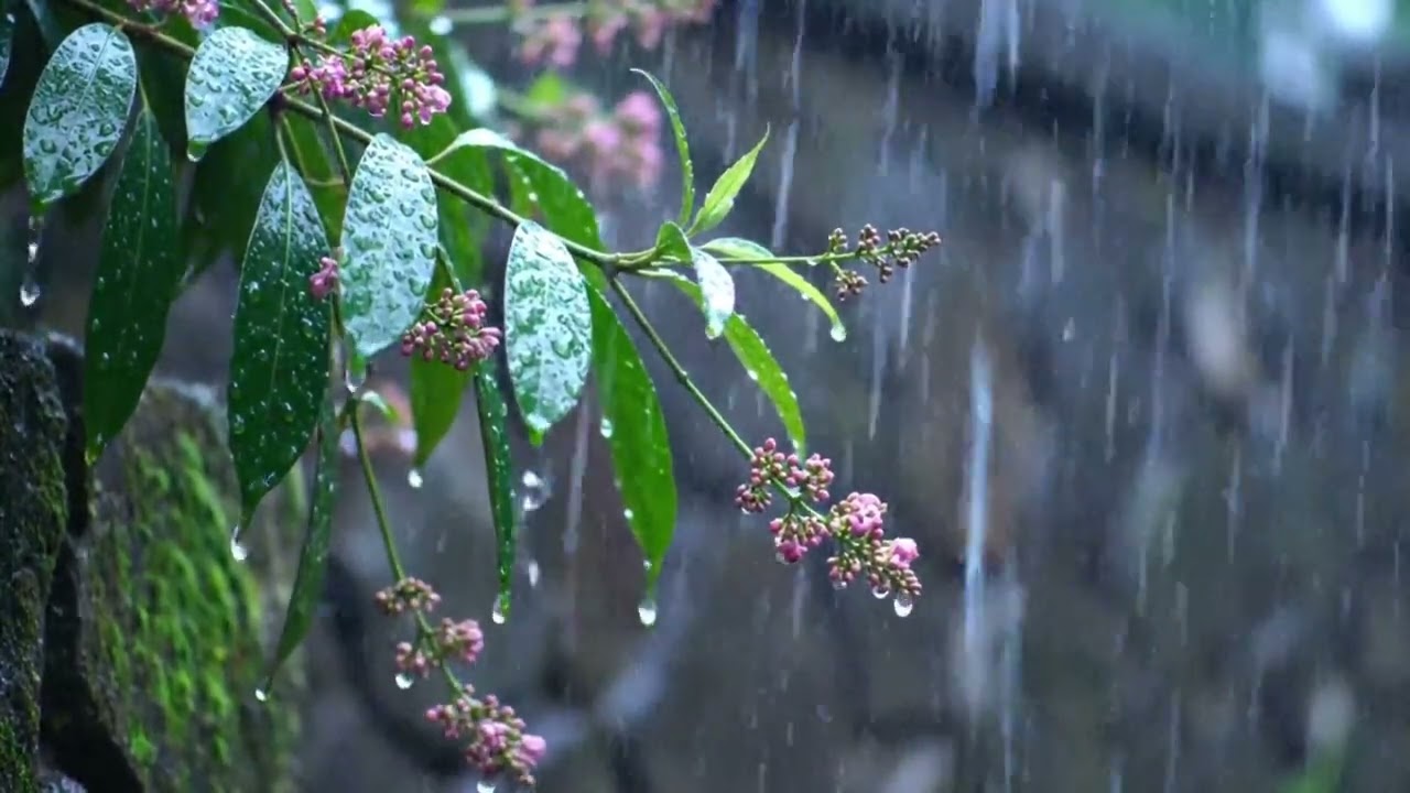 Rain Sounds on Leaves & Flowers 🌧️ Relaxing Nature Rain for Deep Sleep, Study & Stress Relief