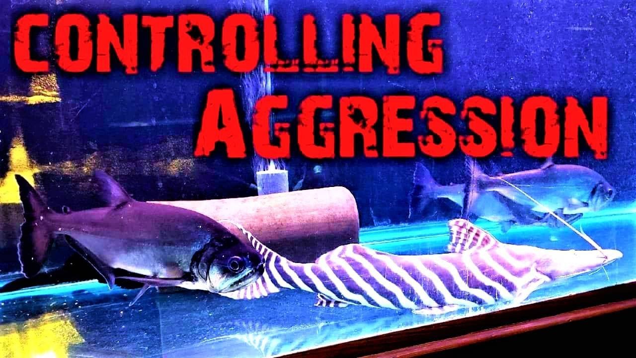 Controlling Aggression in Your Predator tank or Monster Fish Tank