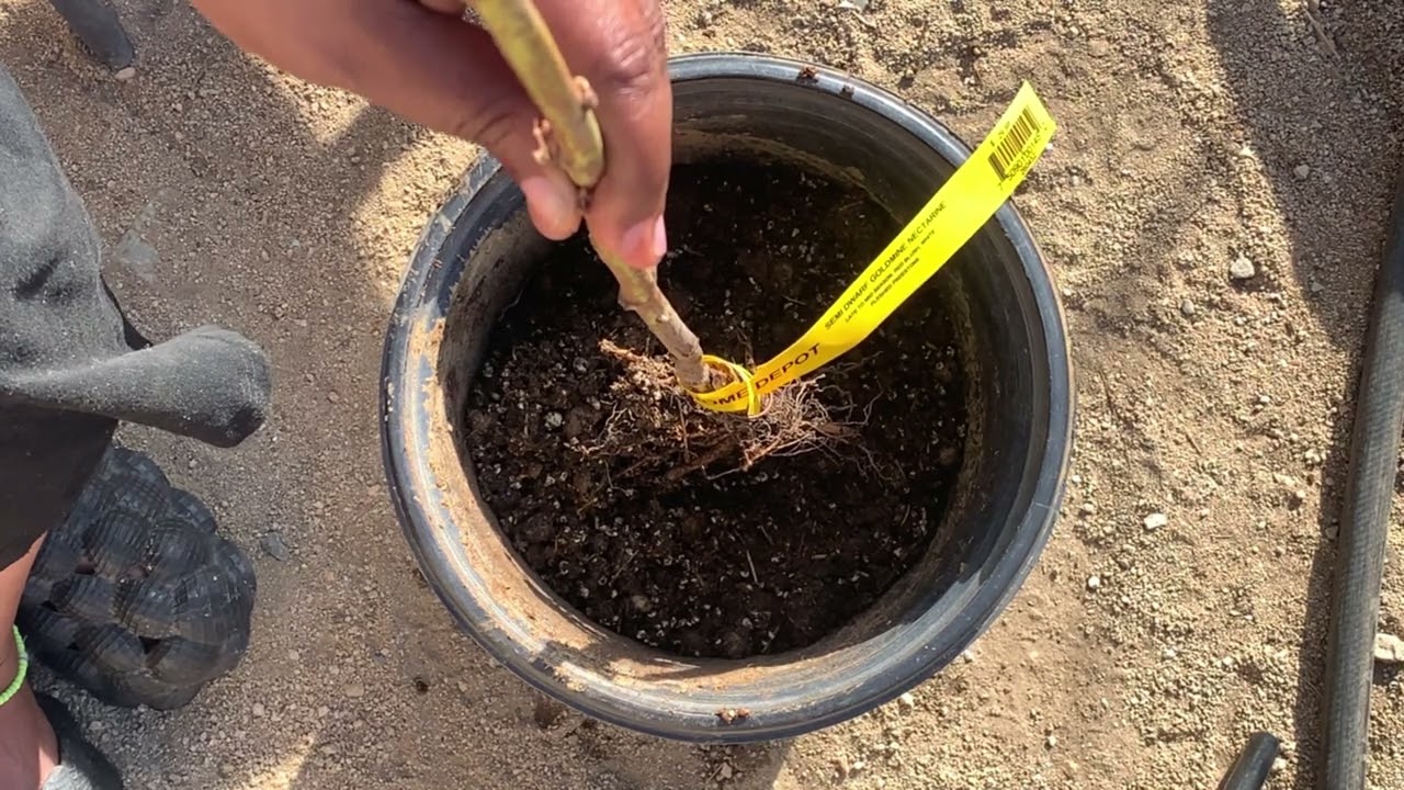 Will This New Method Of Planting Bare Root Trees Work?