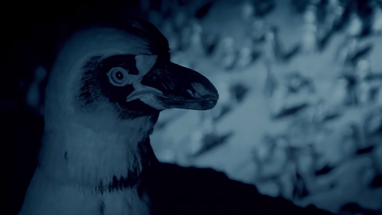 Humboldt Penguins Fight off Vampire Bats | BBC Earth