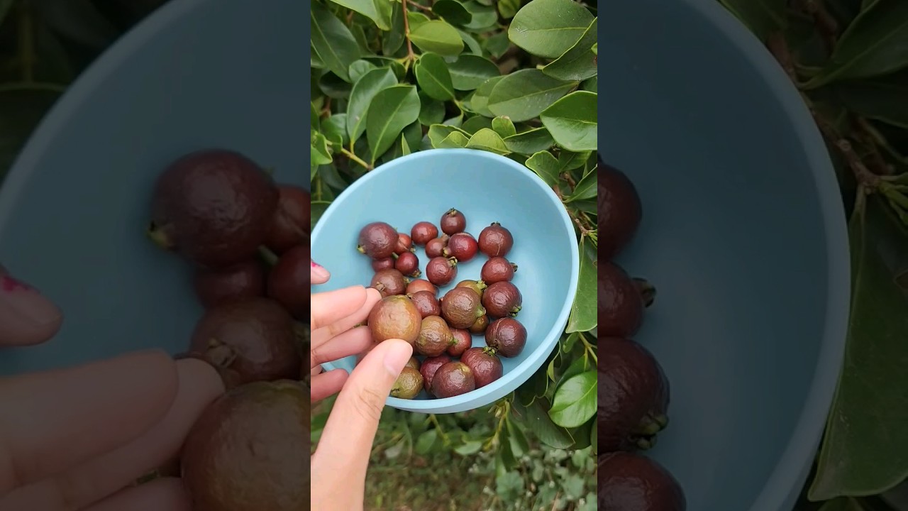 Ever tried STRAWBERRY GUAVA?🍓🤤 #backyard #gardening #nature #shortsfeed