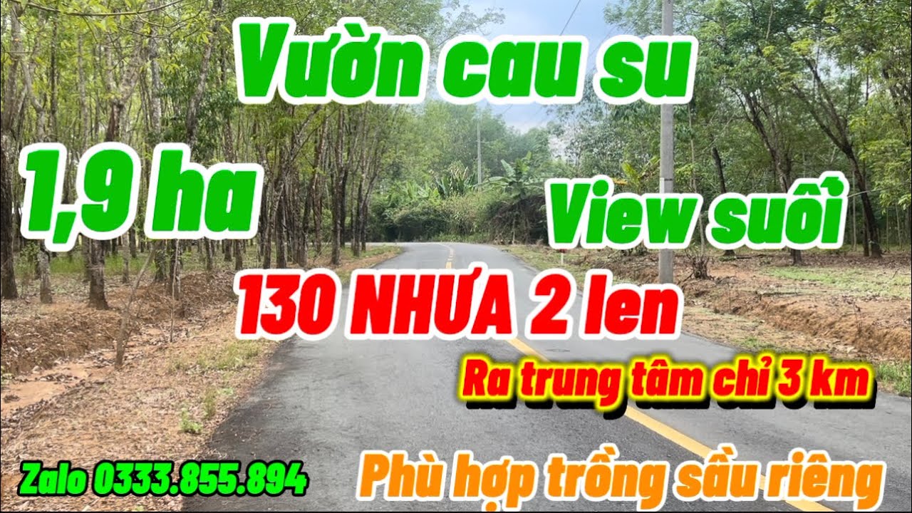 1,9 ha cau su đất bằng đep 130 m nhựa 2 len nguồn nước ko thiếu phù hợp trồng sầu riêng chỉ 3,6 ty ỳ