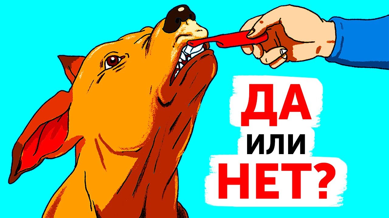 Советы и рекомендации для владельцев собак