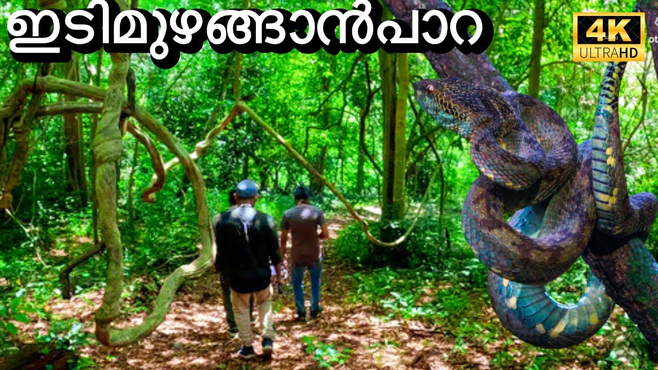കാട്ടിൽ പതിയിരിക്കുന്ന അപകടങ്ങൾ | Idimuzhanganpara Shendurney Wildlife Sanctuary | 4K UHD