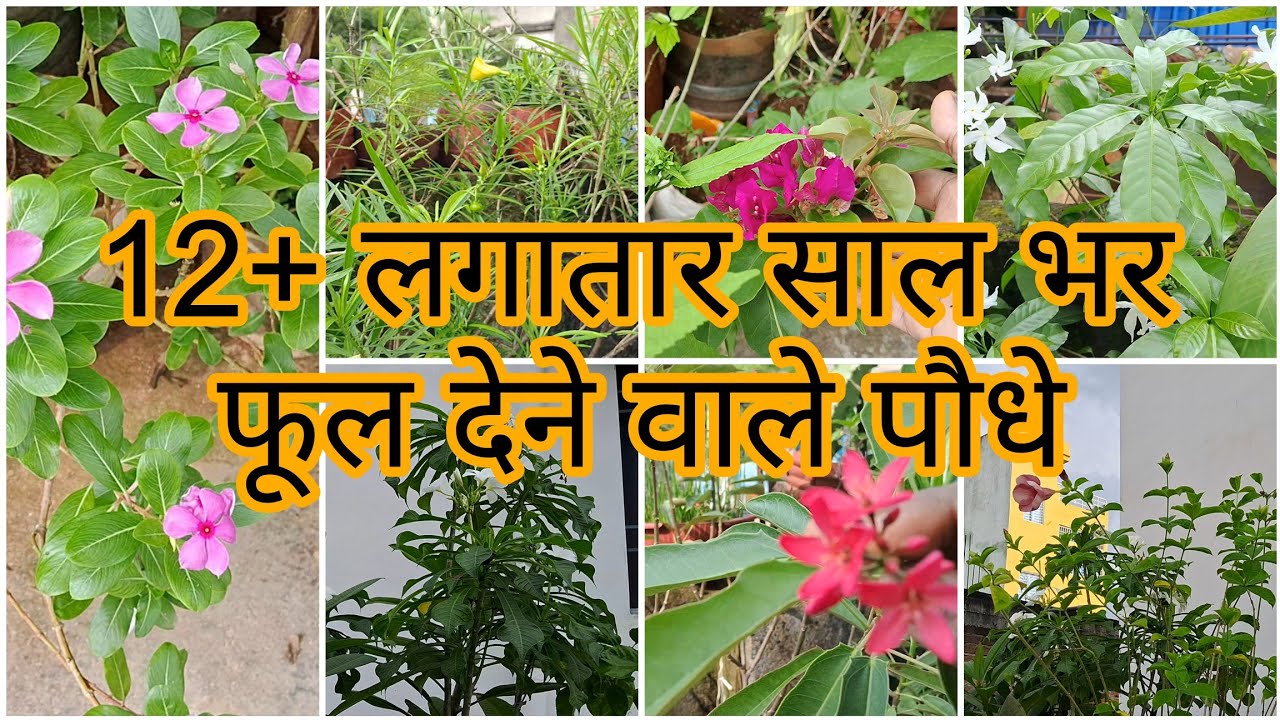 12+ ऐसे सदाबहार पौधे जिसमें 12 महीने फूल खिलते हैं #floweringplants #hardyplants 