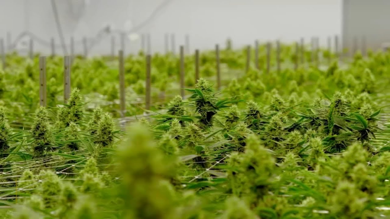 What would marijuana reclassification mean for Illinois?