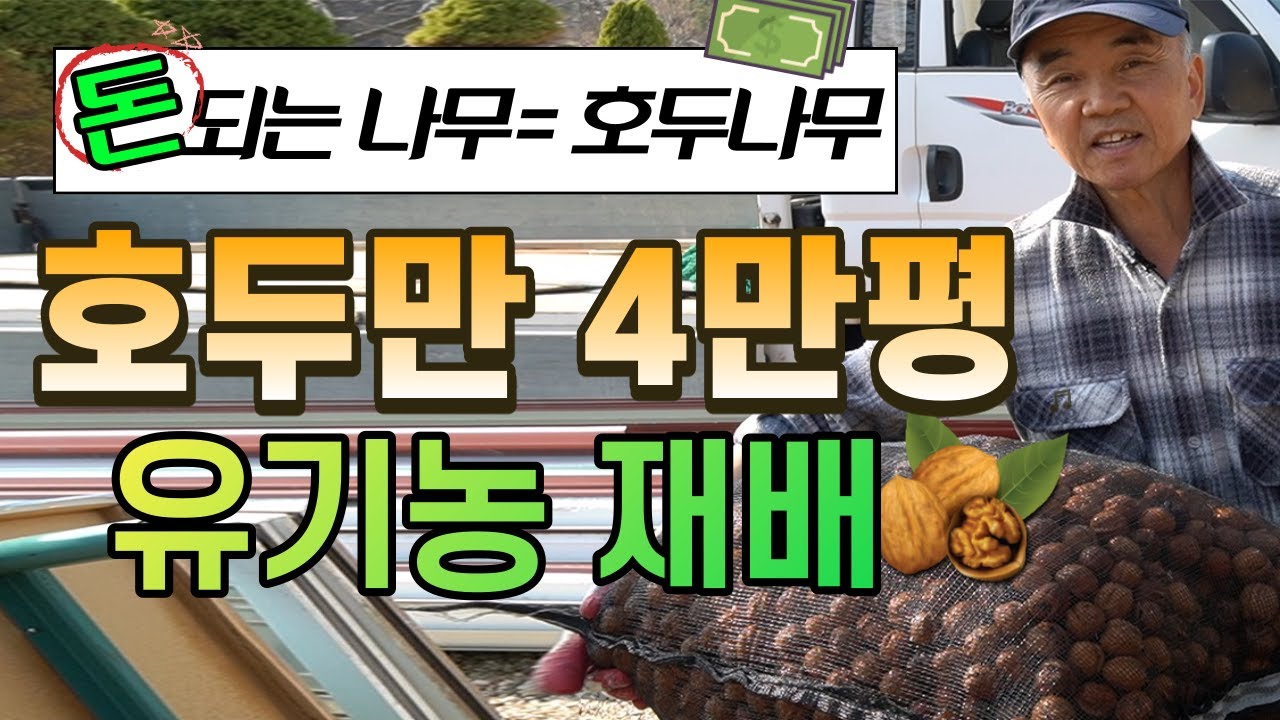 호두를 깔때마다 호두가 망가지거나 부서지는 분들 꼭 보셔야 합니다! 호두 4만평 유기농 재배 호두 마스터가 알려주는 호두  까는 방법