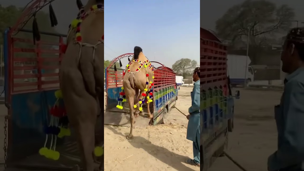 Dangerous camel loading❤️qurbani 2025❤️#petlover #dangerous #attack #ytshorts #bakraeid #animals