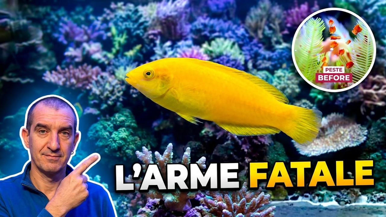 LES LABRES : L’ARME SECRÈTE CONTRE LES PLANAIRES