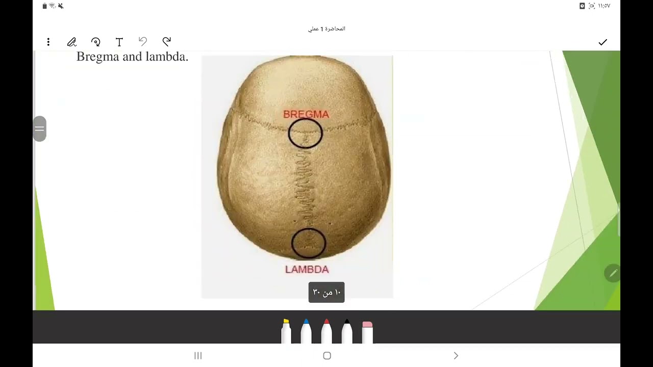 شرح ملخص للعملي تشريح مرحلة ثانية محاضرة 1+2+3