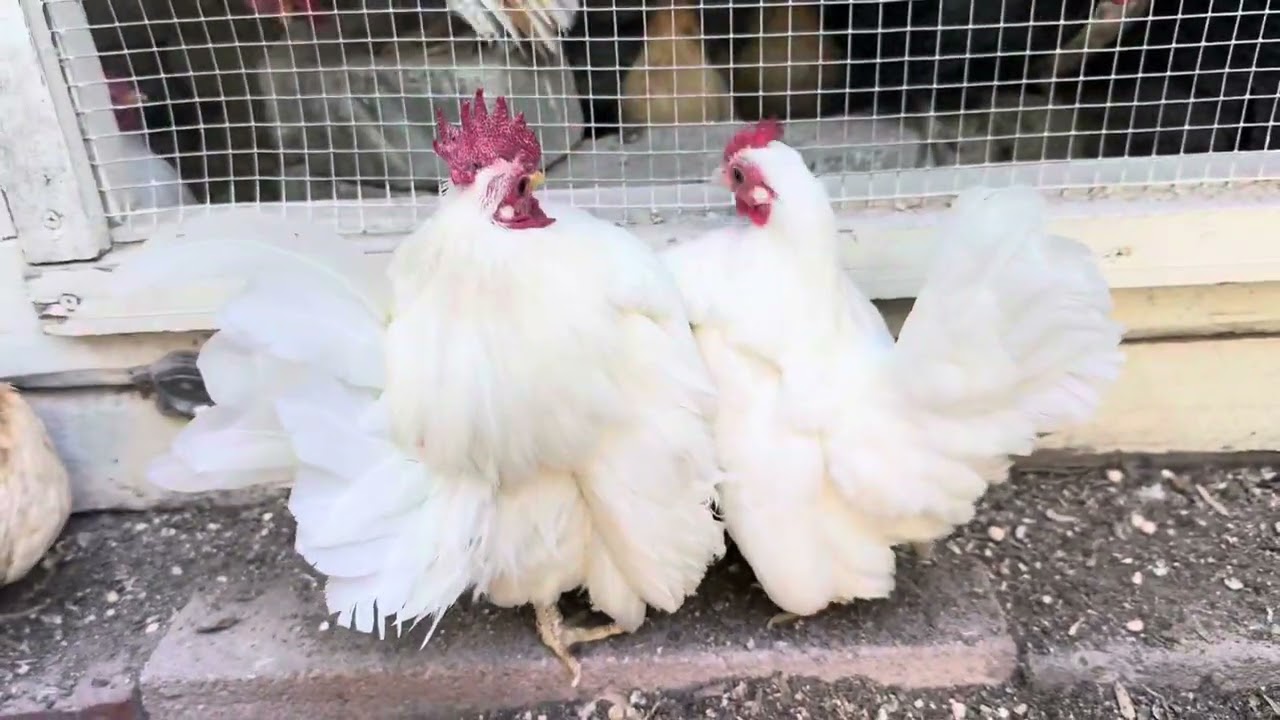 World&rsquo;s Smallest Chicken Breed: ALL WHITE SERAMA PAIR