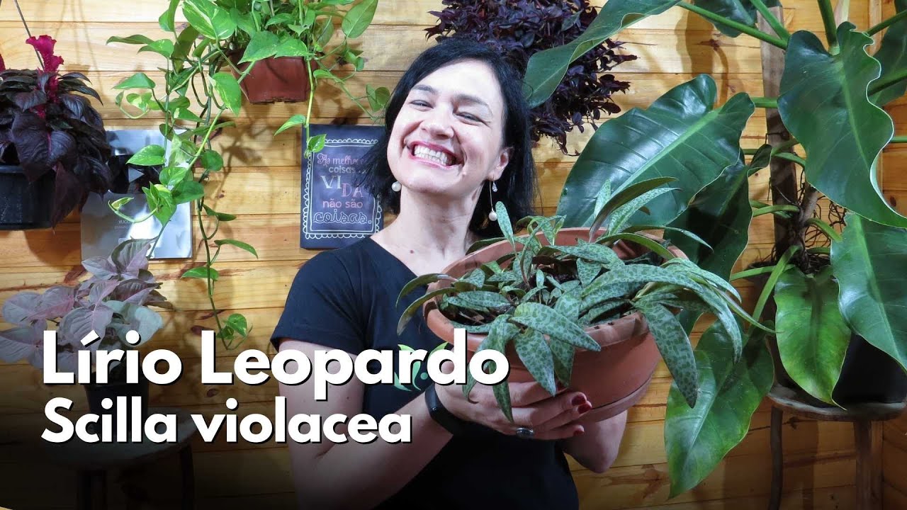 Lírio Leopardo - Scilla Violacea