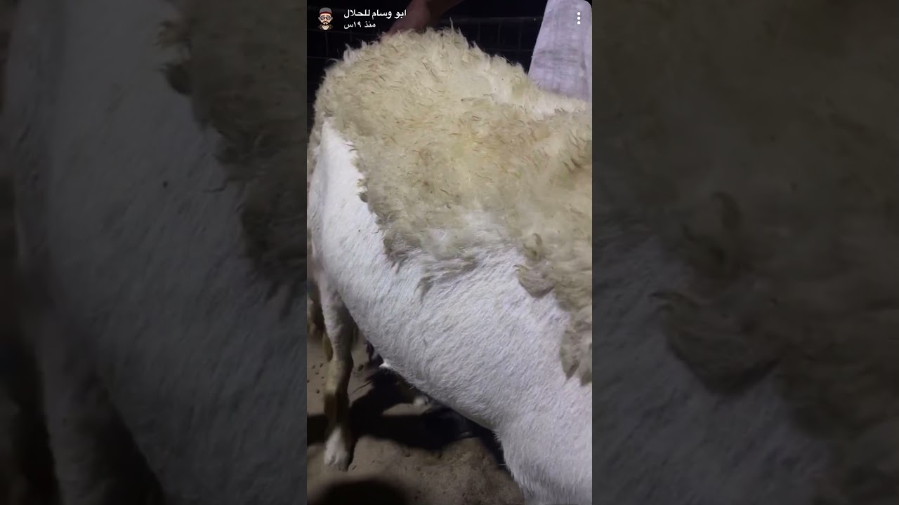 طريقة فحص السونار للدكتور عبدالرحمن الحصيني في زيارة خاصة لمراح الصفوة ٢٨/ ٣/ ١٤٤٣