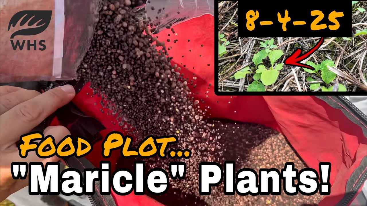 How To Make Brassica Grow For Deer | The Miracle Plant!