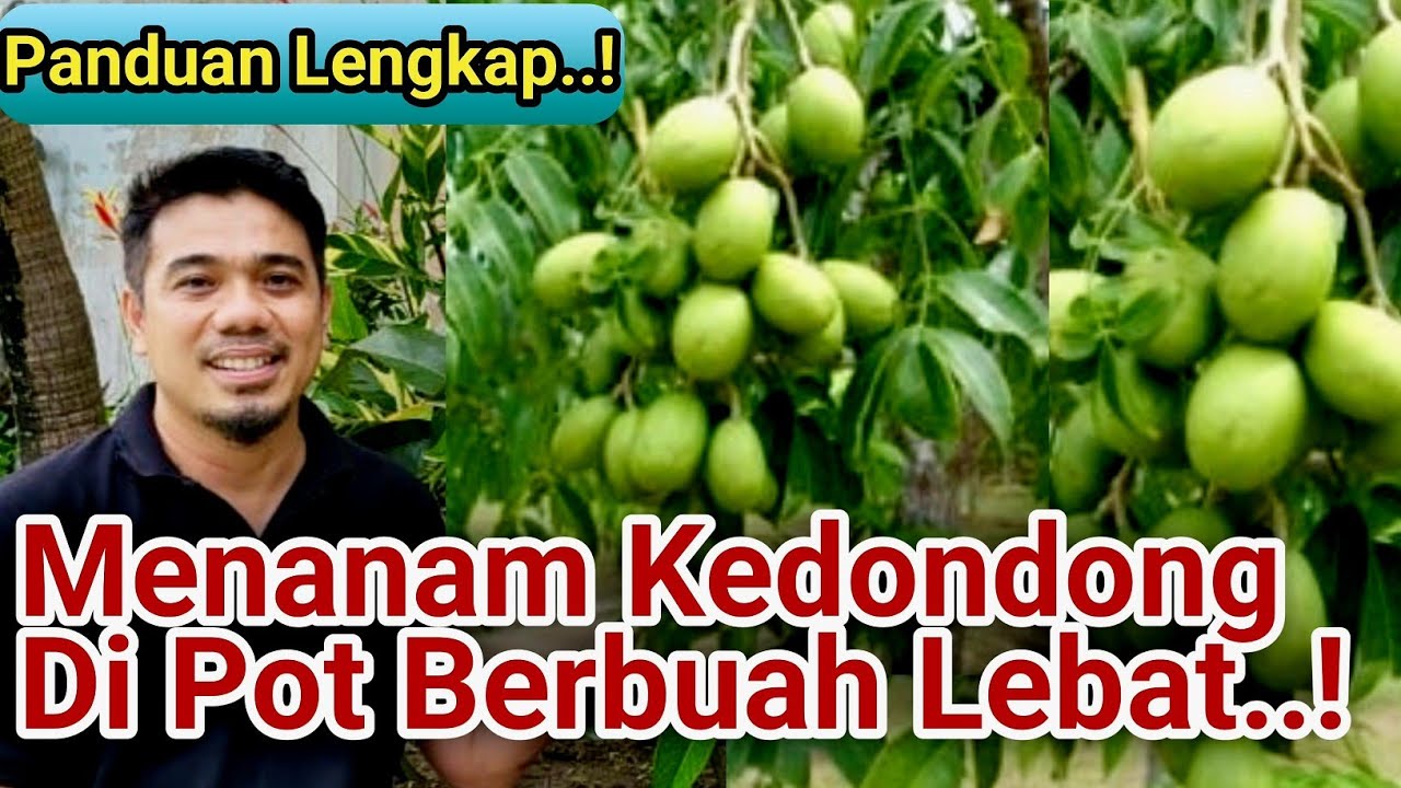 Cara Menanam Kedondong di Pot Agar Cepat Berbuah, Cara Menanam Kedondong Agar Berbuah Lebat,