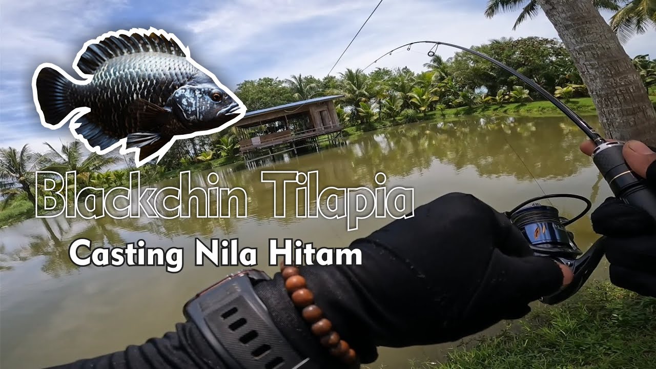 Ternyata cara ini ampuh untuk casting tilapia/nila/mujaer