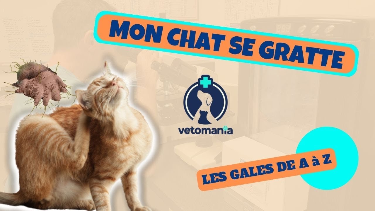 MON CHAT SE GRATTE: LES GALES DE A à Z