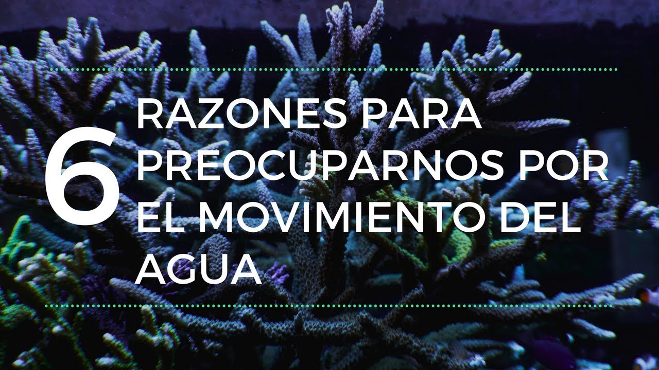 Flujo de Agua en el Acuario Marino