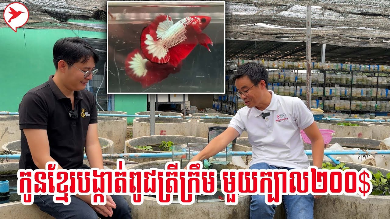 កូនខ្មែរម្នាក់នេះពូកែណាស់ បង្កាត់ពូជត្រីក្រឹមបានគ្រប់ប្រភេទលក់តម្លៃថ្លៃៗ នាំចេញដល់ស្រុកក្រៅ