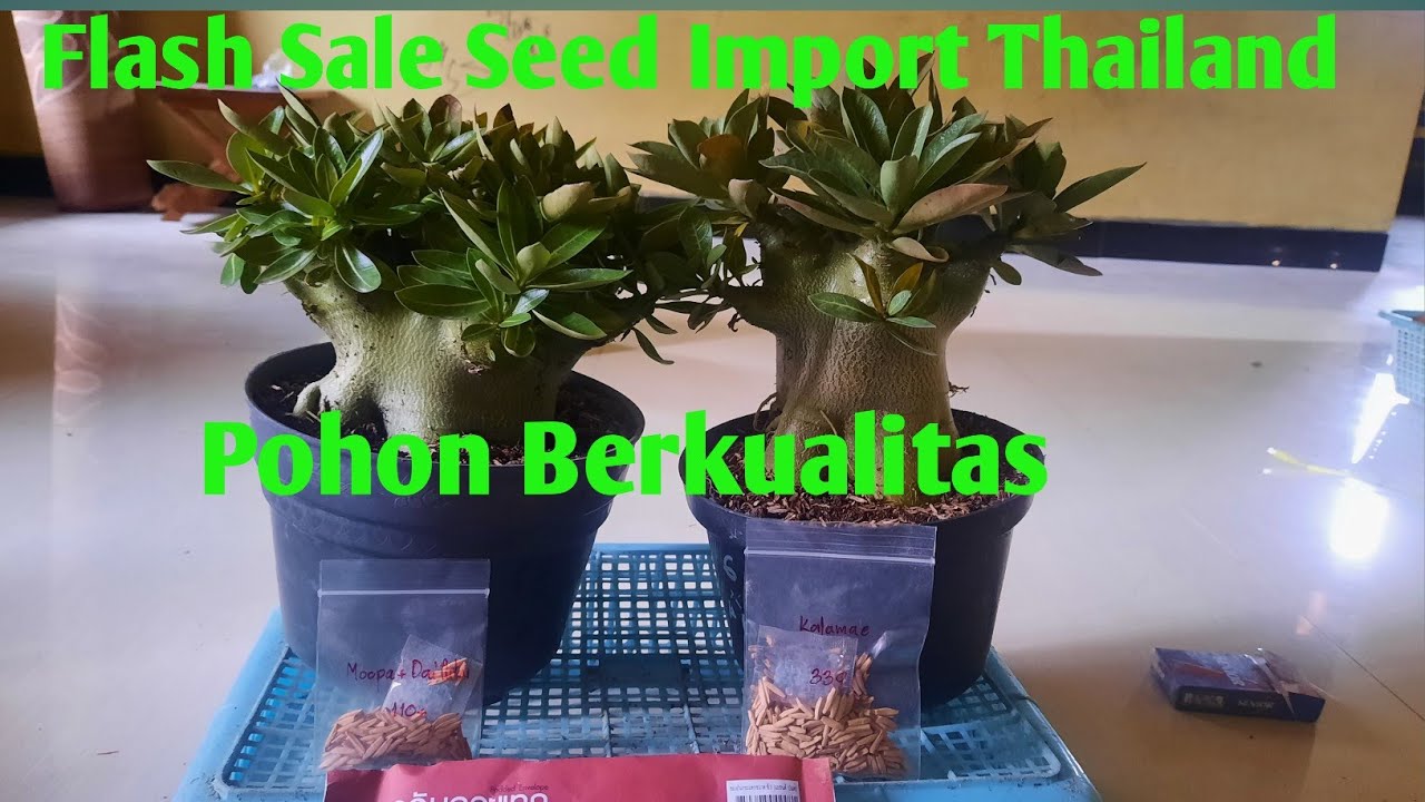 Flash Sale Seed Import dan Pohon Pilihan. Adenium Godji. 01/01/2022