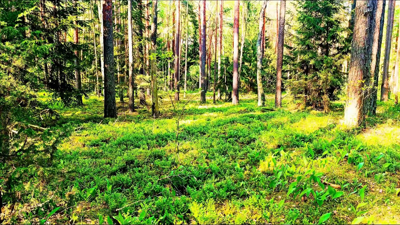 Звуки леса в формате 4K для успокоения 🌿 Умиротворяющее пение птиц и зелень для релаксации