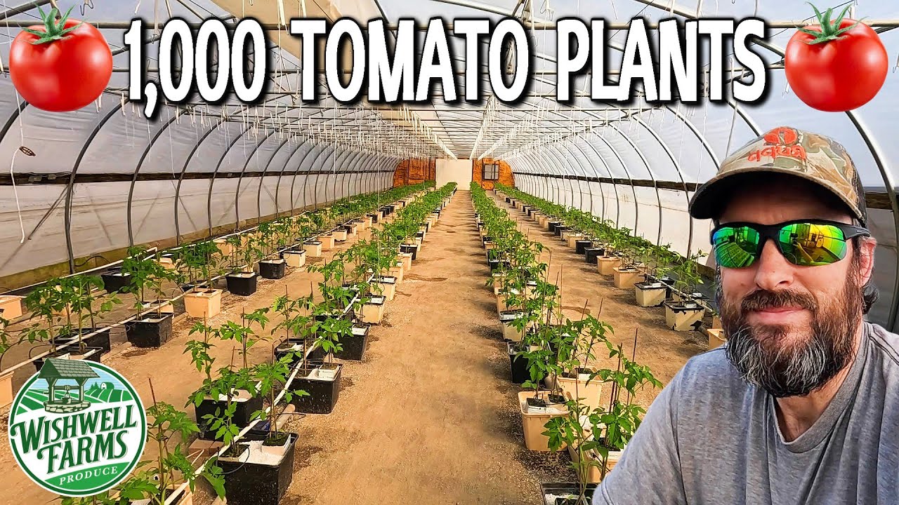 We're Growing a TOMATO EMPIRE in our Greenhouses!