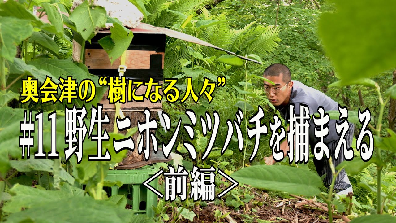 【奥会津の“樹になる人々”】#11 野生二ホンミツバチを捕まえる＜前編＞
