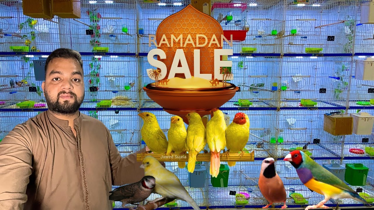 Exotic finches setup || All Finches verity available || Ramadan Bird sales Offer