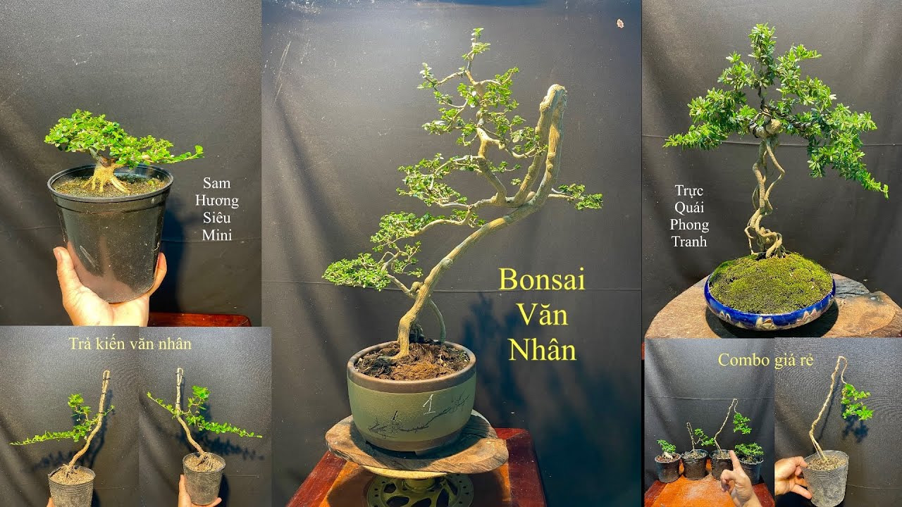 Video 840:Sam hương bonsai dáng vãn nhân,trà phúc kiến ,linh sam mini,combo giá rẻ