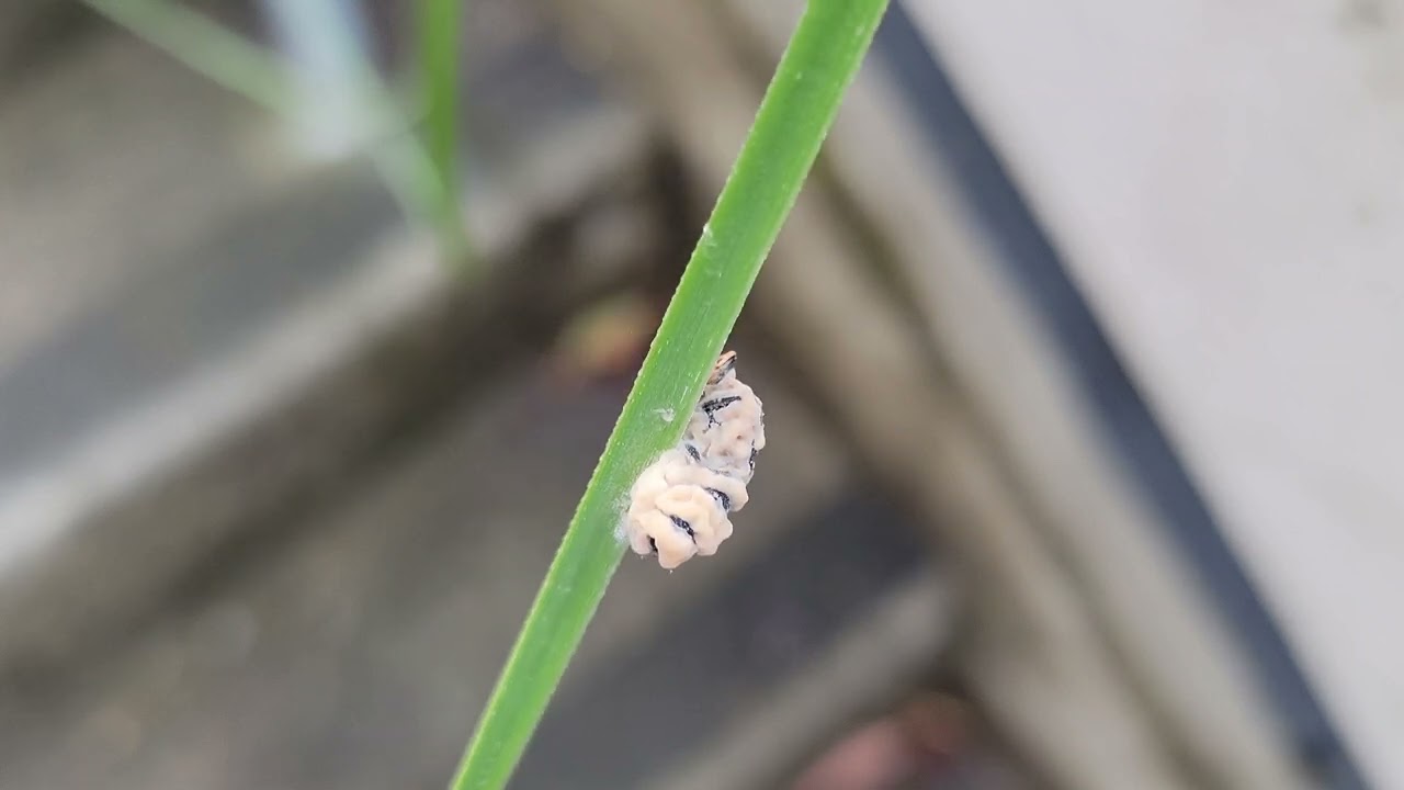 infected Insect 🪲 turns into a ZOMBIE!! #nature #insects #crazy #scary #weird #help