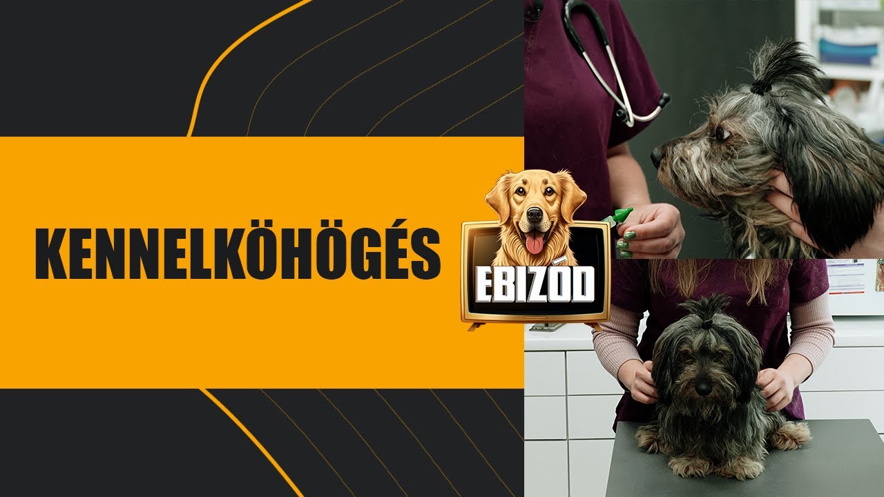 EBizód 30. rész - Kennelköhögés - KépzettEB(b): hogyan szoktasd hozzá a kutyád a szájkosárhoz?