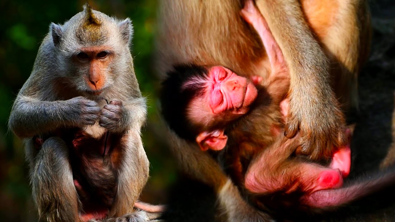 Welcome just newborn baby monkey and mom really love
