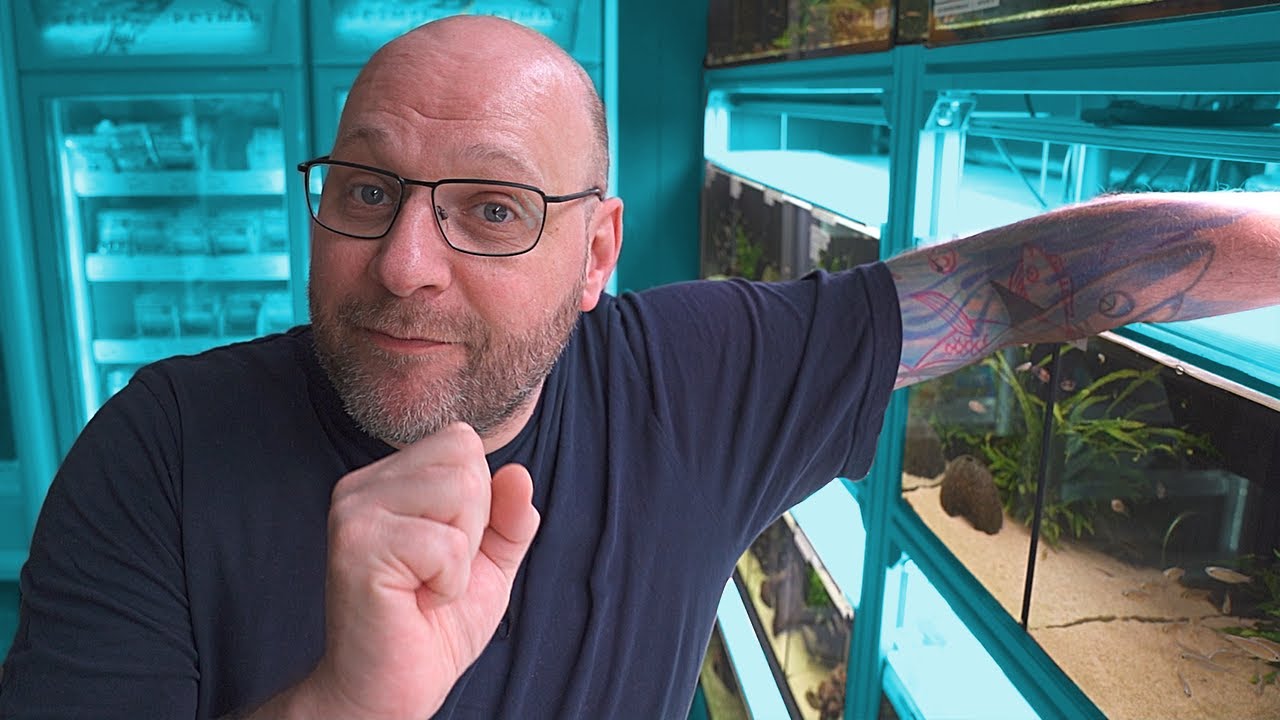 Südamerikanische Salmler für Süßwasseraquarien 🐠