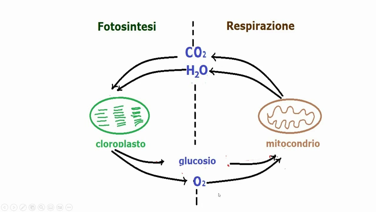 fotosintesi e respirazione cellulare