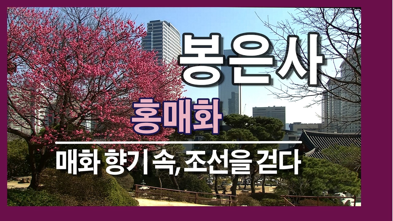 봉은사 홍매화 | 매화 향기 속, 조선을 걷다🏆 Bongeunsa Temple | Red Plum Blossoms in the Heart of Seoul#봉은사 #Bongeunsa