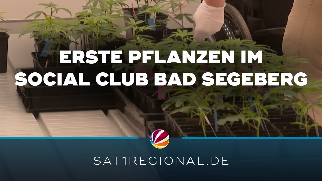 Erste Cannabis-Pflanzen ziehen in Social Club in Bad Segeberg ein