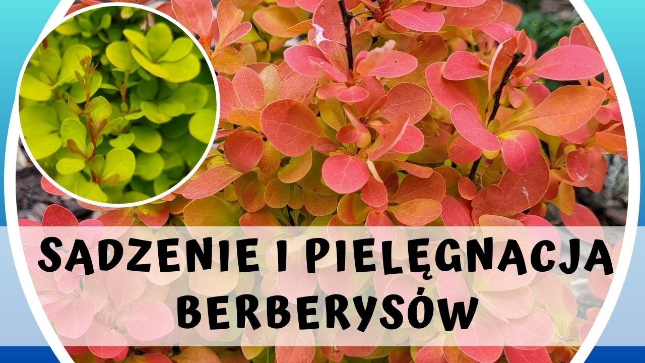 Jak sadzić i pielęgnować Berberysy oraz kiedy je przycinać? 🌿🌿🌿