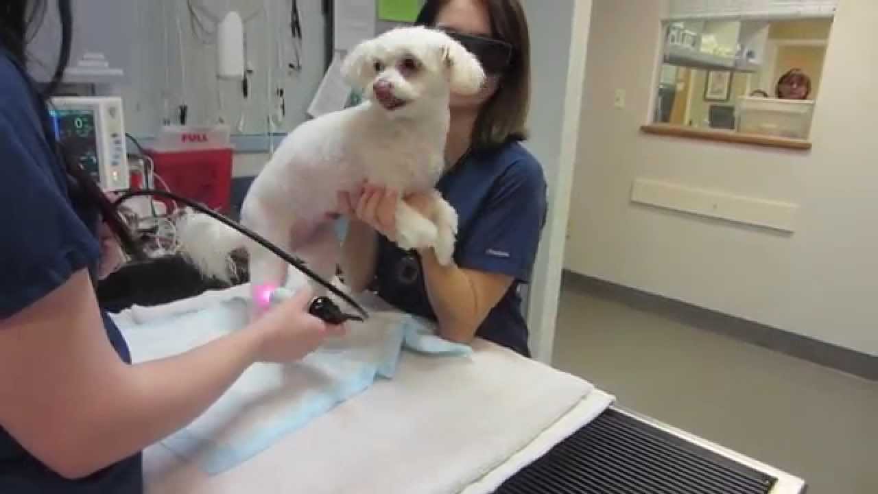What is a Vet Tech?