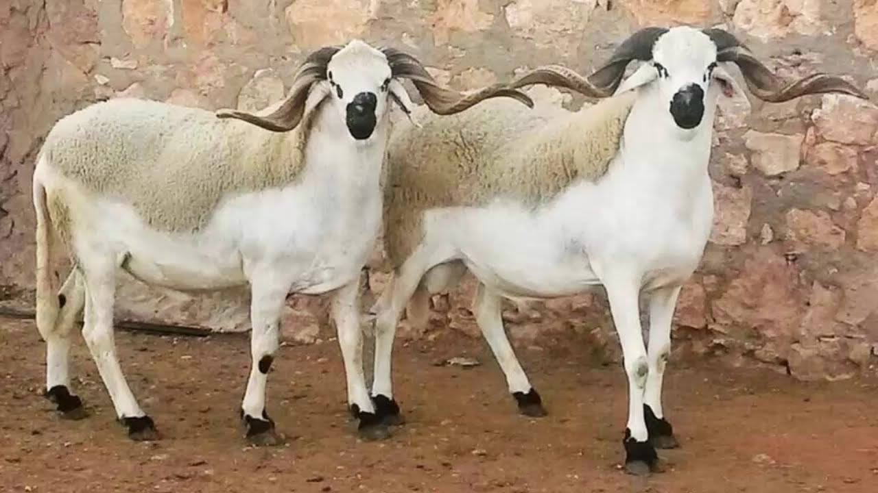 Sardi Sheep | Striking Contrasts