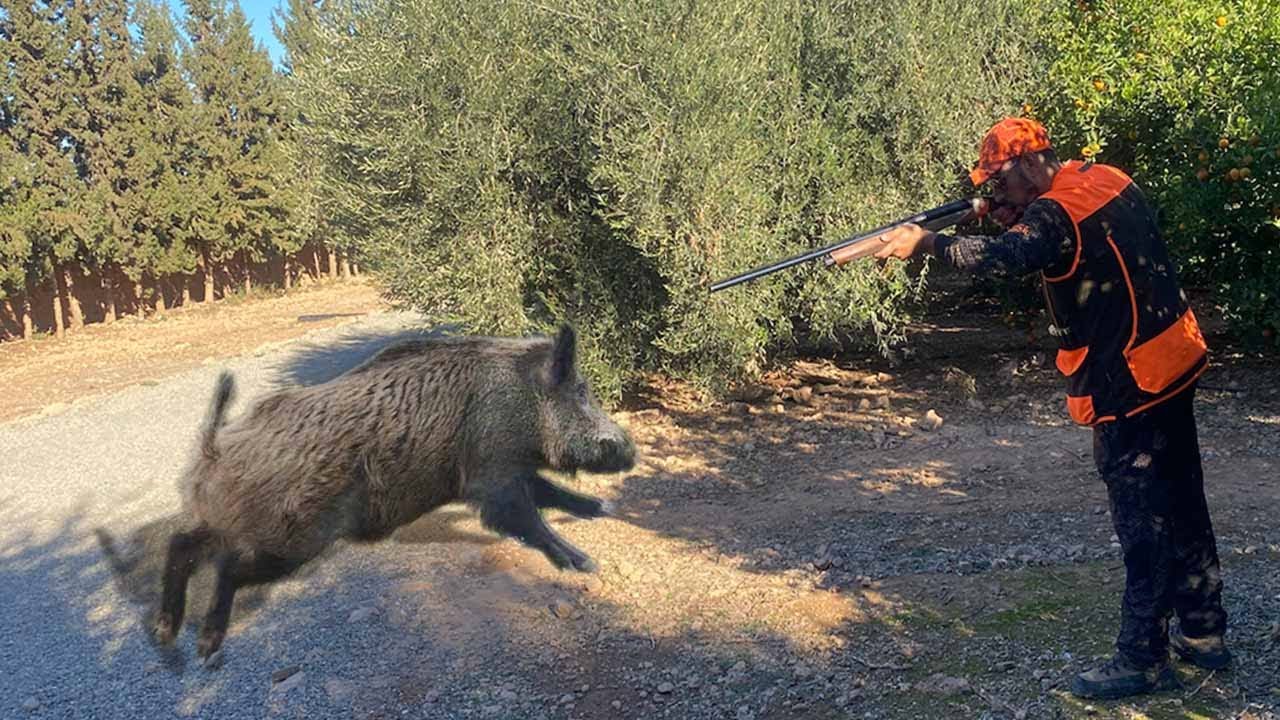 Chasse Sanglier au maroc chichaoua  |  Wild Boar Hunting 2023-2024  (Partie 12)